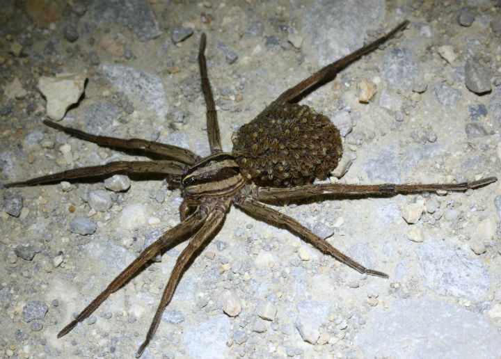 Wolf Spider